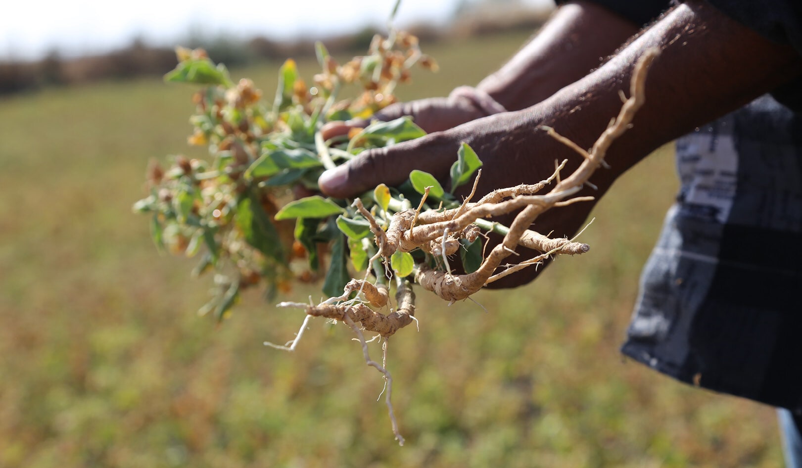 Motverka stress med ashwagandha